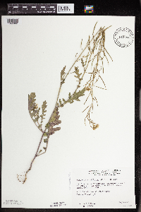 Erucastrum gallicum image