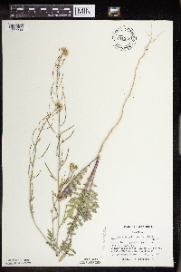 Erucastrum gallicum image