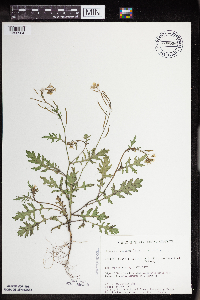 Erucastrum gallicum image