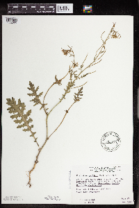 Erucastrum gallicum image