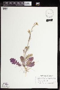 Erucastrum gallicum image