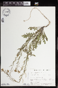 Erucastrum gallicum image