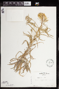 thumbnail image of current specimen