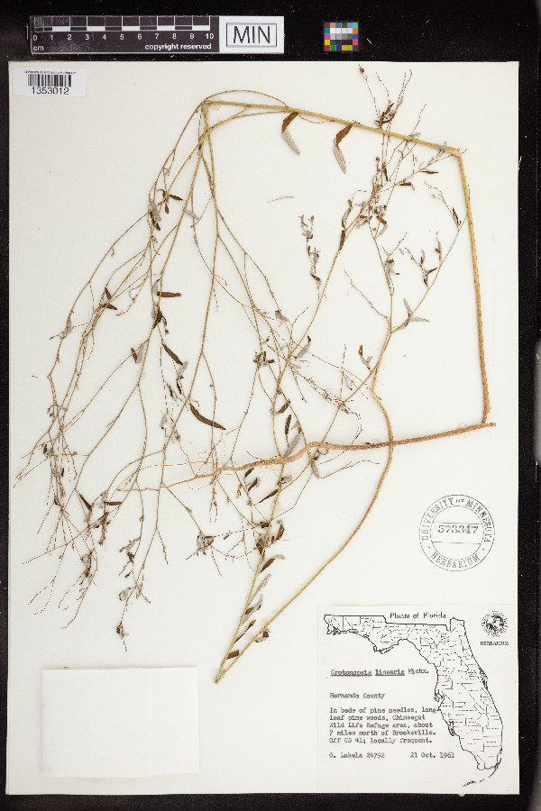 Croton linearis image