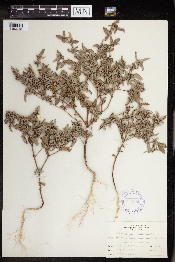 Croton monanthogynus image