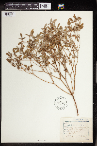 Croton monanthogynus image