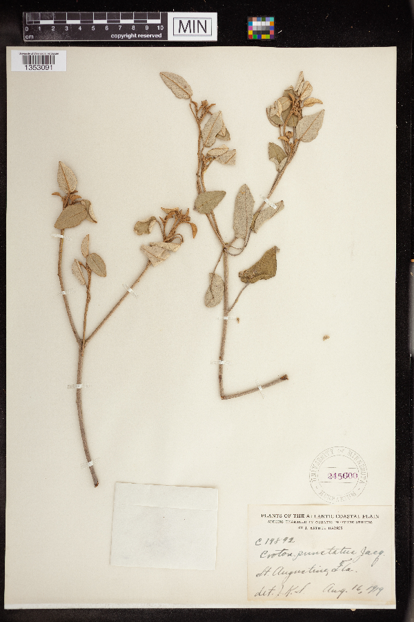 Croton punctatus image