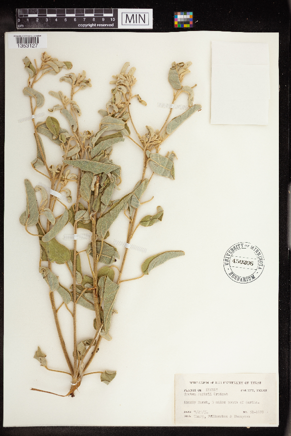 Croton parksii image