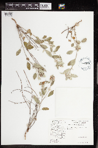 Croton pottsii image