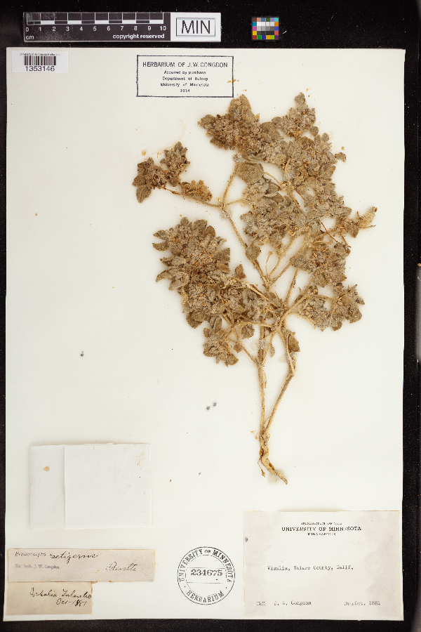 Croton setigerus image