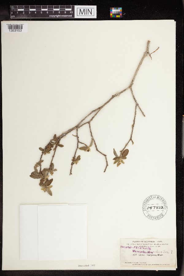 Croton suaveolens image