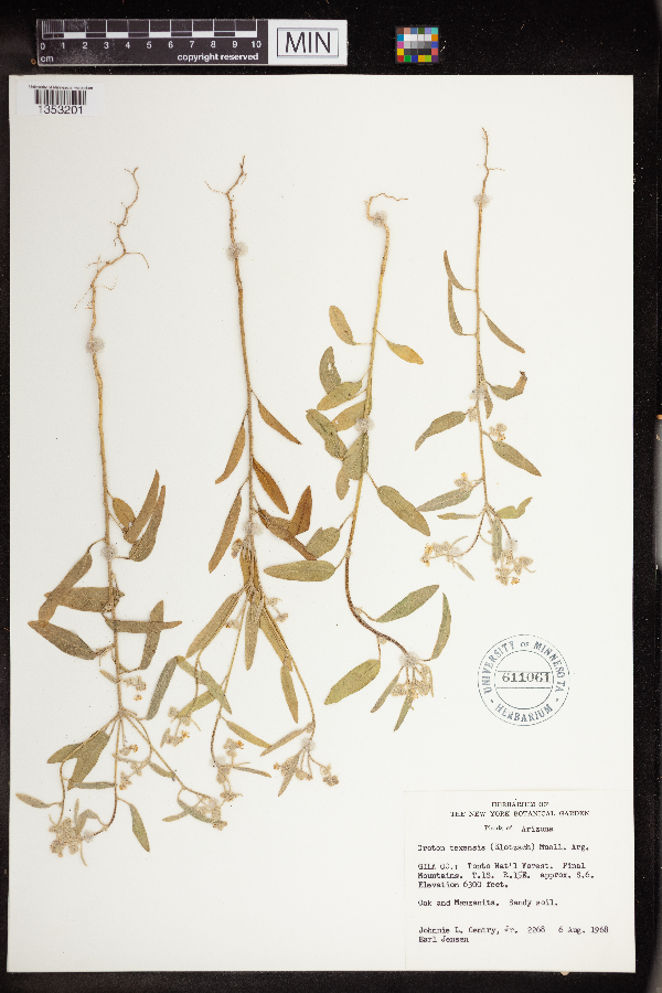 Croton texensis image