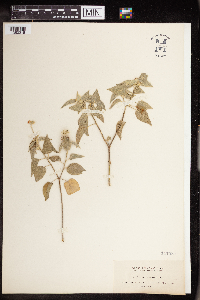 Image of Croton albidus