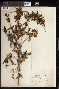 Image of Croton angustatus