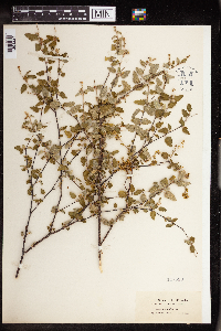 Image of Croton betulinus