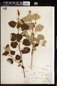 Image of Croton coronatus