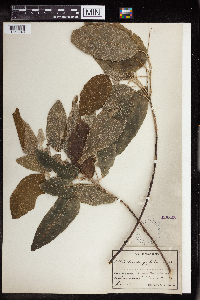 Image of Croton corylifolius