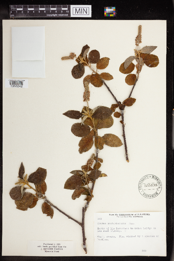 Croton costaricensis image