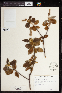Image of Croton costaricensis