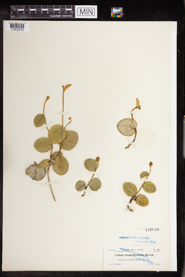 Croton craspedotrichus image