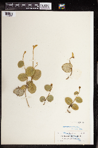 Image of Croton craspedotrichus