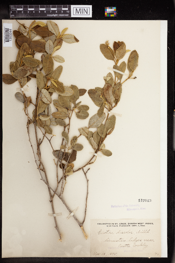 Croton discolor image