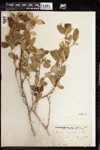 Image of Croton discolor