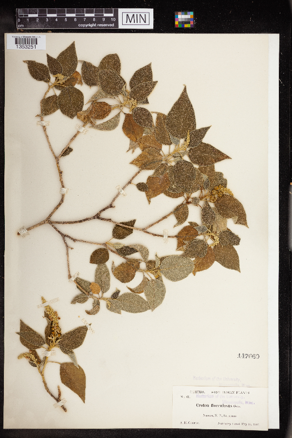 Croton floccosus image