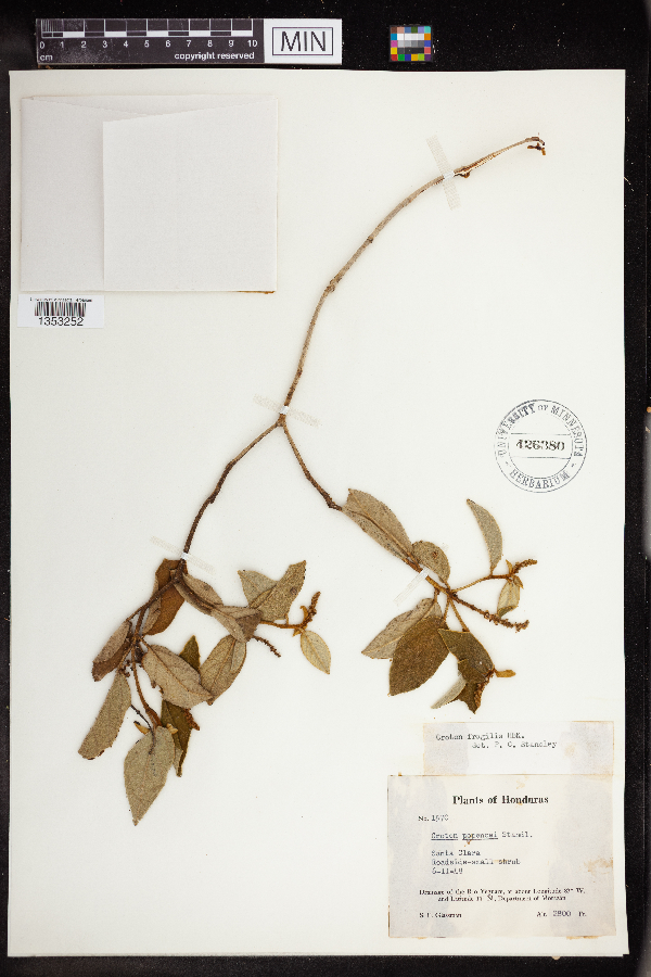 Croton fragilis image