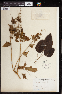 Croton lobatus image