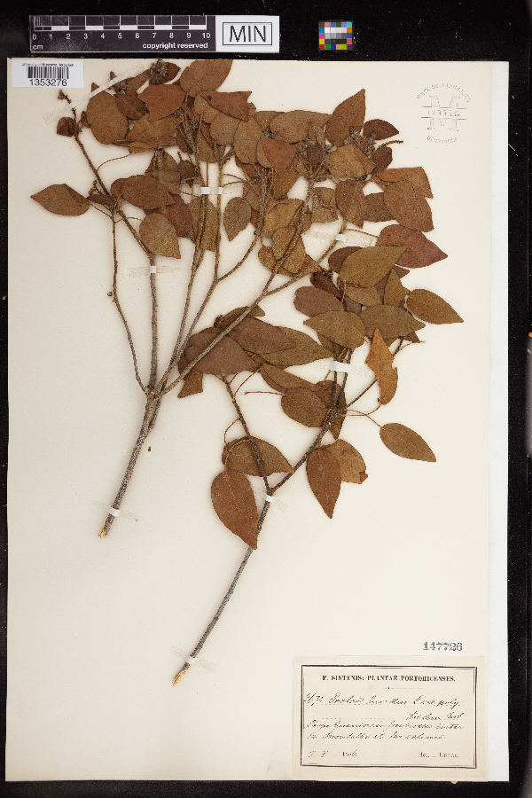 Croton lucidus image