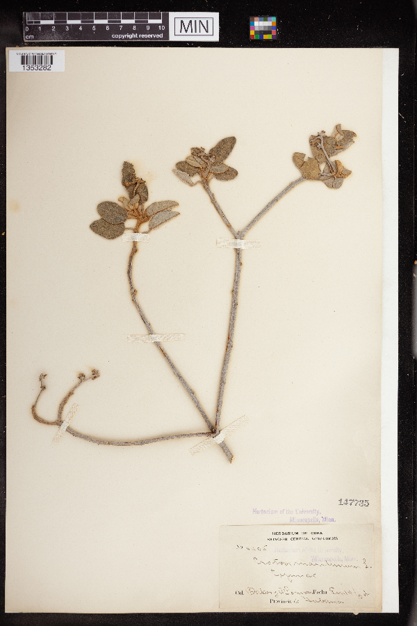 Croton maritimus image