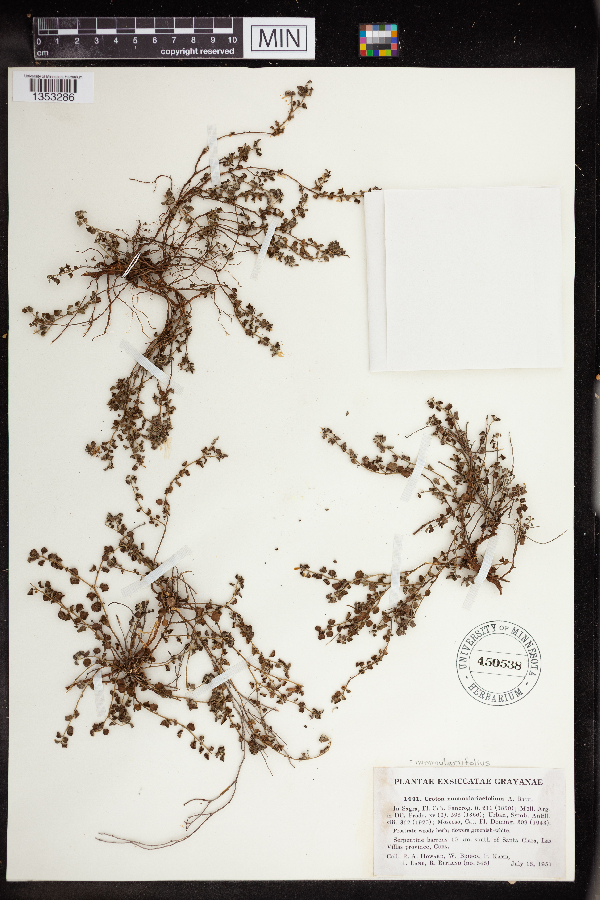 Croton nummulariifolius image