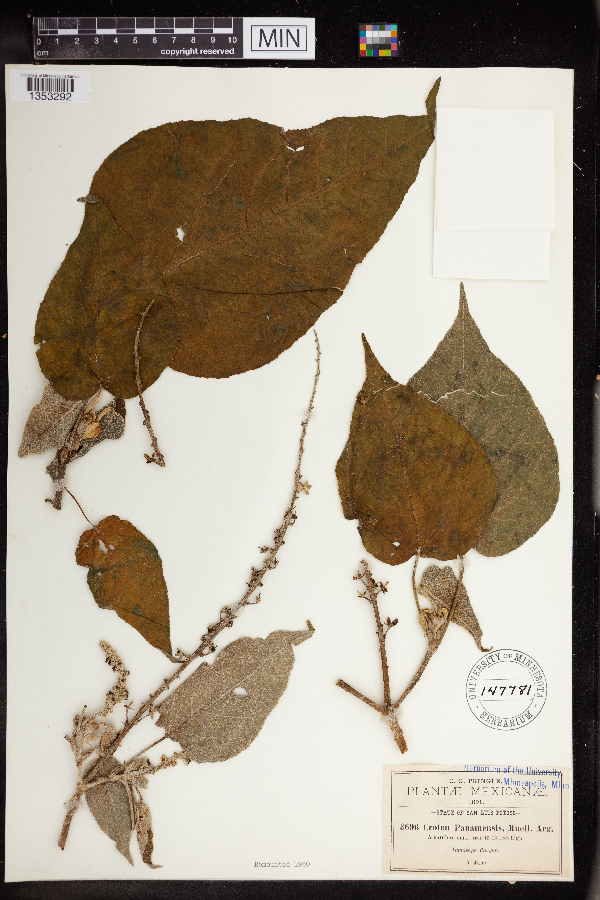 Croton panamensis image