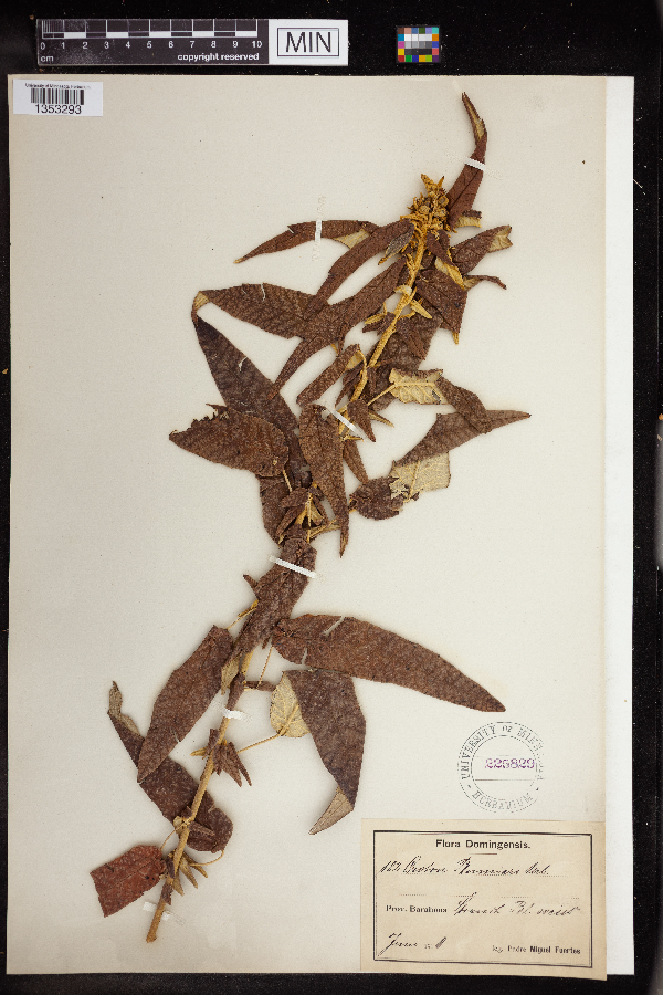 Croton plumieri image