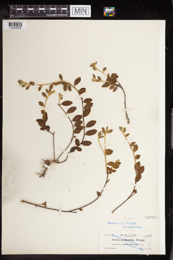 Croton procumbens image