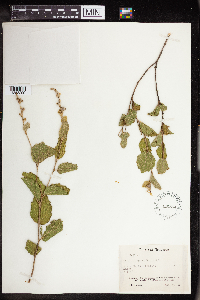 Croton repens image