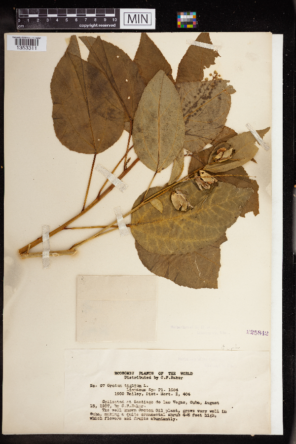 Croton tiglium image