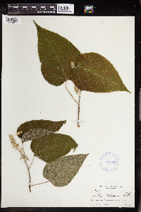 Croton xalapensis image
