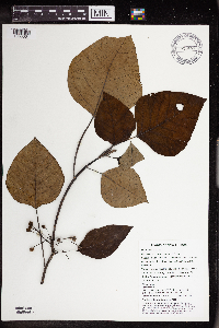Homalanthus novoguineensis image