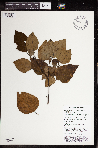 Homalanthus novoguineensis image