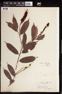 Image of Mabea piriri