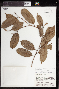 Image of Mabea anadena