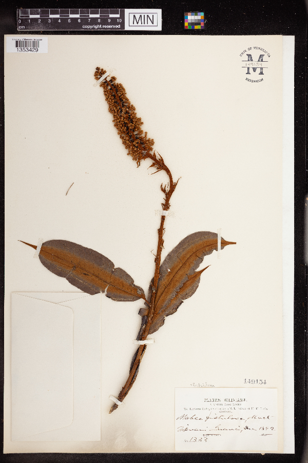 Mabea fistulifera image
