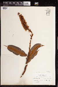 Image of Mabea fistulifera