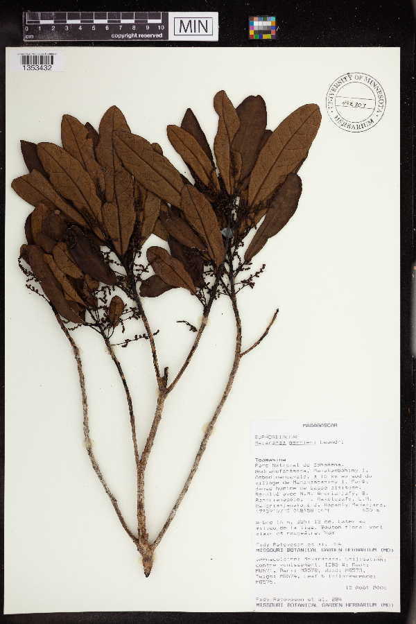 Macaranga perrieri image