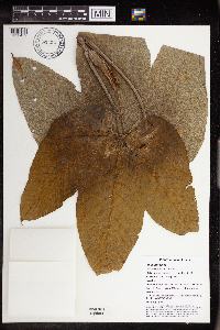 Thumbnail image of current specimen