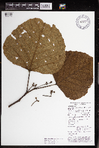 Macaranga bifoveata image