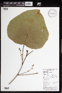 Macaranga bifoveata image