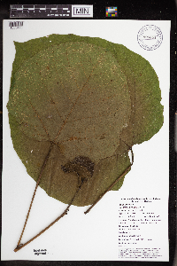 Macaranga bifoveata image